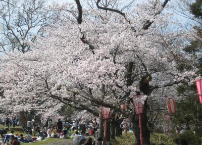 観桜会赤坂山01